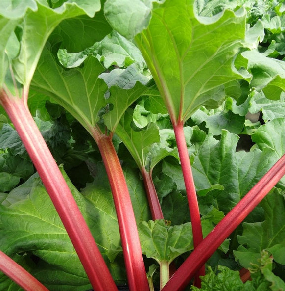 Rhubarb Canada Red - #1