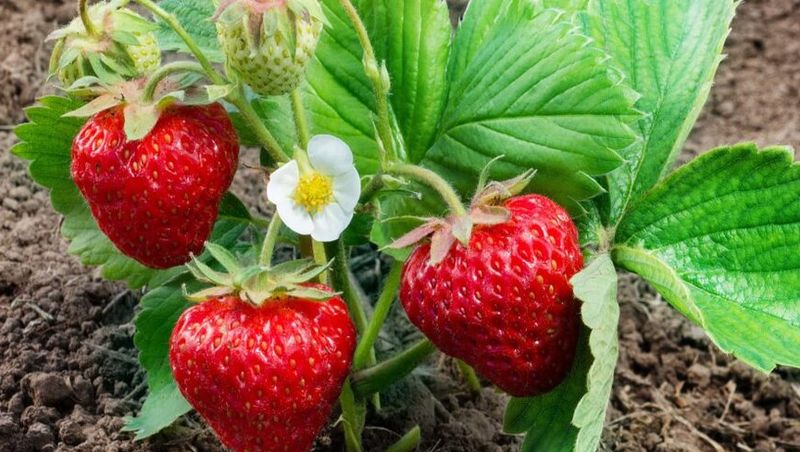 Strawberry - #1