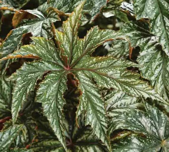 Annuals - Begonia Gryphon - #1 Annuals - Begonia Gryphon - #1