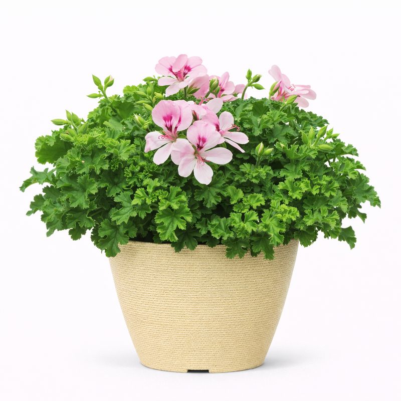 Citronella (Citrosa) Mosquito Plant - 6'' Citronella (Citrosa) Mosquito Plant - 6''