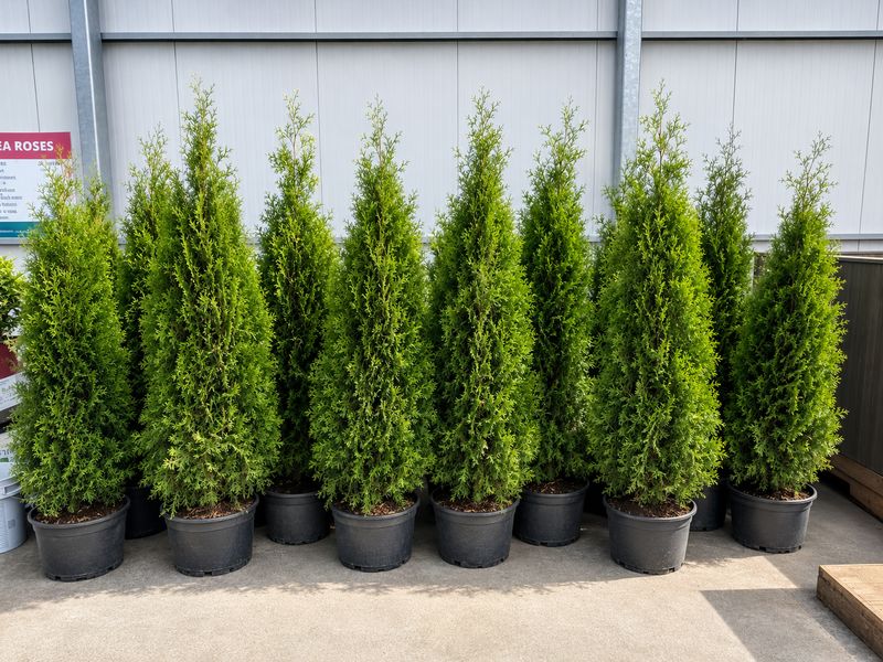 Cedar - Brandon Pyramidalis - #5 - NO WARRANTY