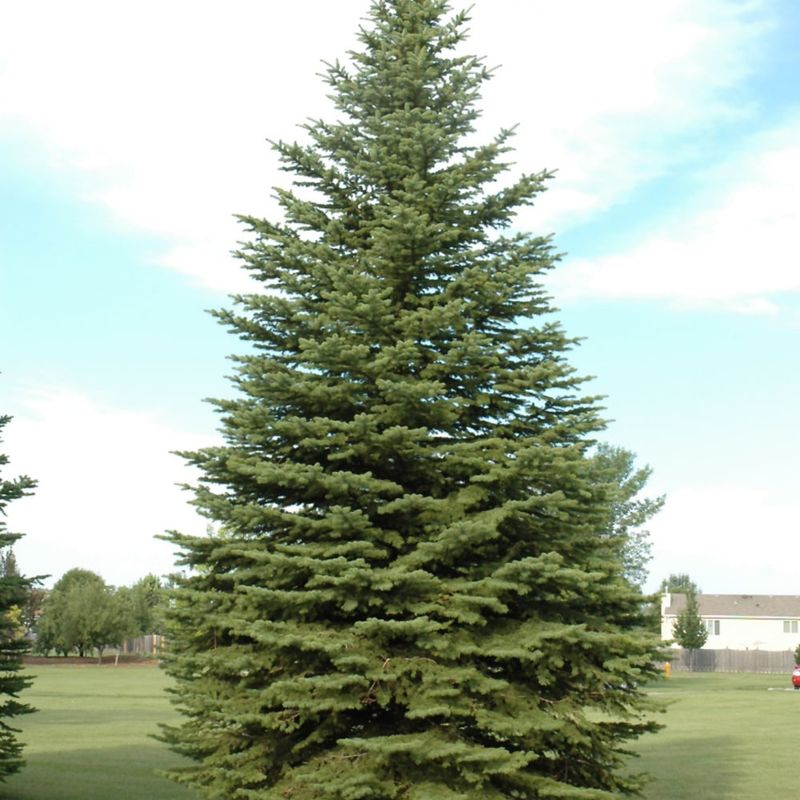 Spruce - Colorado - #5