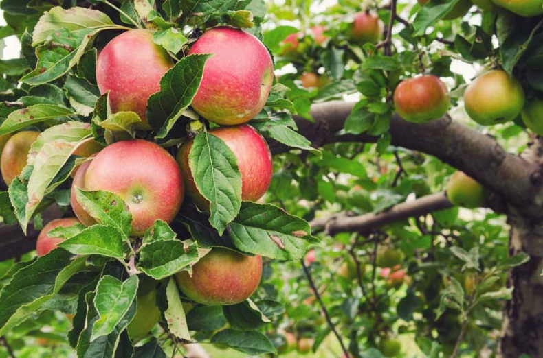 Apple - Honeycrisp - #7