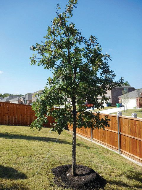 Oak Bur - Top Gun - #7 Oak Bur - Top Gun - #7