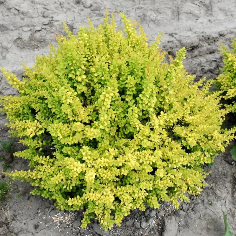 Barberry - Sunsation - #2