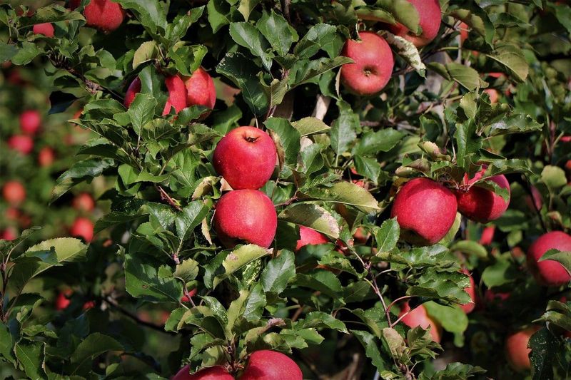 Apple - Fall Red - #10