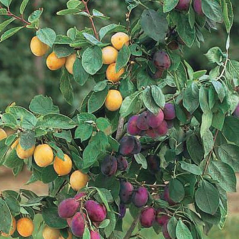 Plum - Combination - #10