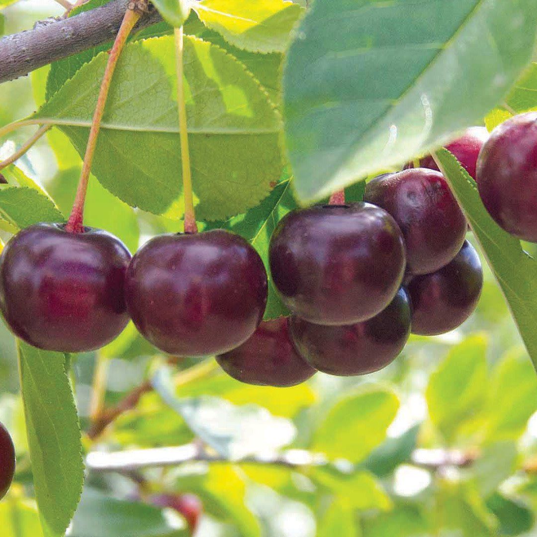 Cherry - Romeo - TF #5 Cherry - Romeo - TF #5