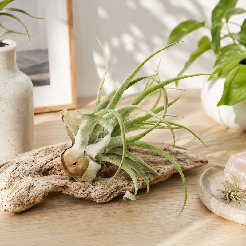 Tillandsia  - Large AP2210