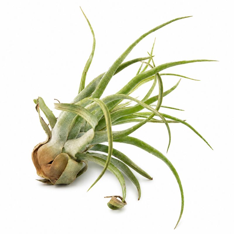 Tillandsia  - Large AP2210