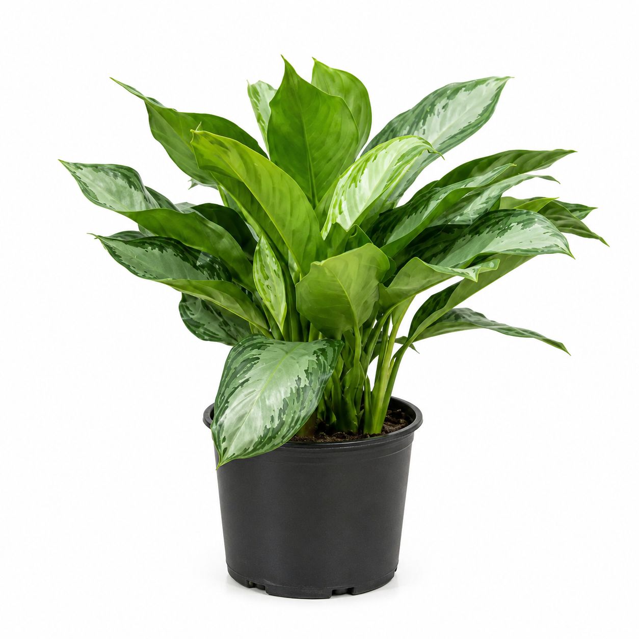 Aglaonema - Silver Bay - 10"