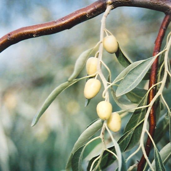 Olive - Russian - #7 TF