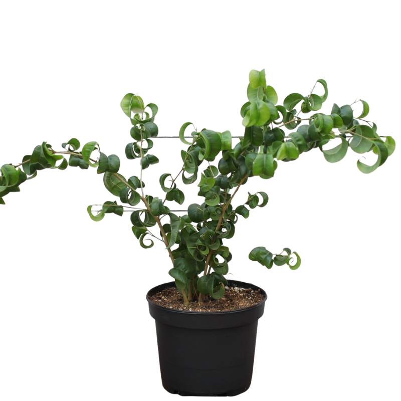 Ficus-Weeping Fig-Curly 6''