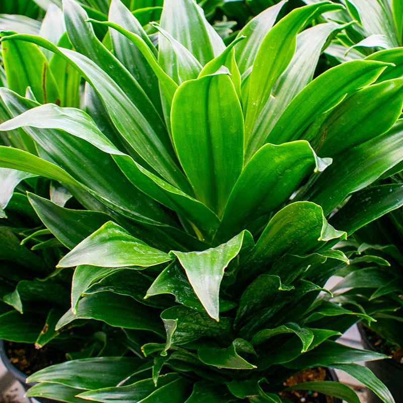 Dracaena Janet Craig Compacta - 6''