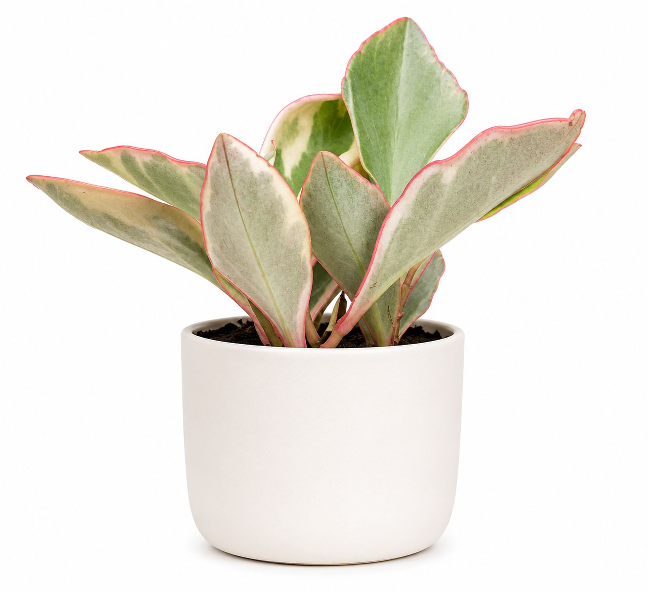 Peperomia - Pepperface -Ginny/Pink - 4''