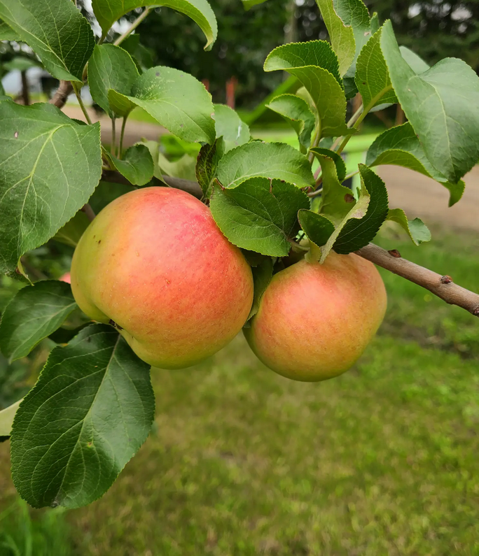 Apple - Prairie Sensation - #7