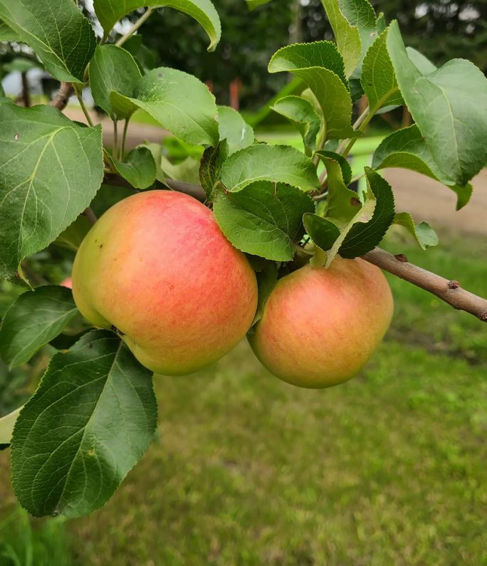 Apple - Prairie Sensation - #7