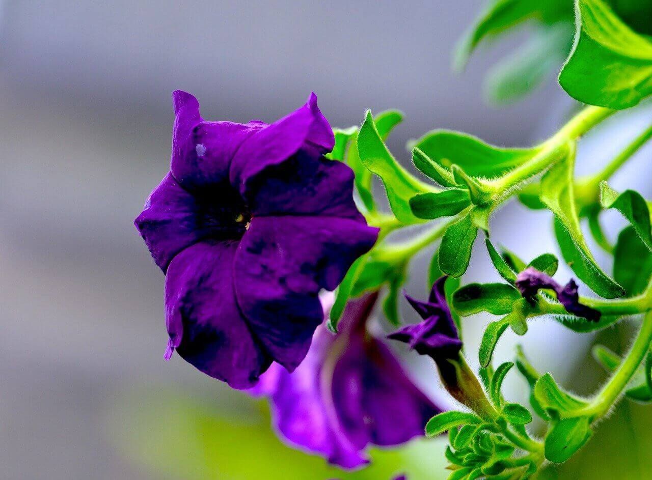 Blue Grandiflora Petunia Seeds (Super Cascade Series) 5895