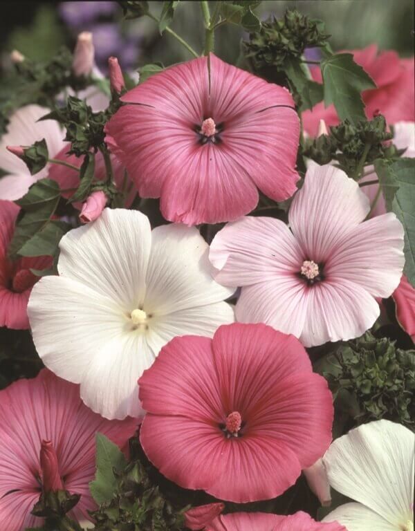 Mixed Colours Lavatera Seeds 5570
