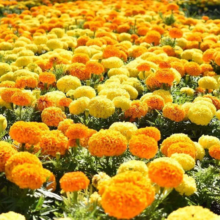 Antigua Mixed Marigold Seeds 5635