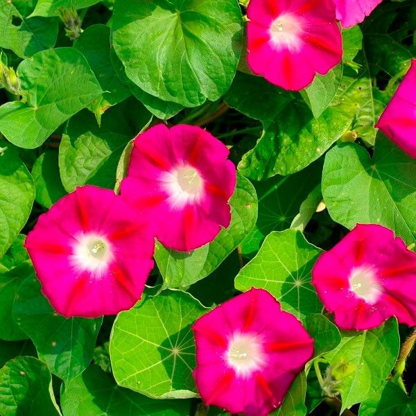 Crimson Rambler Morning Glory Seeds 5730 Crimson Rambler Morning Glory Seeds 5730