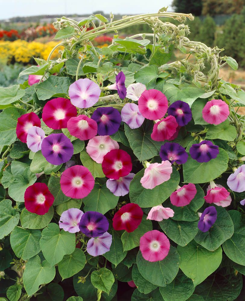 Mixed Colours Morning Glory Seeds 5770