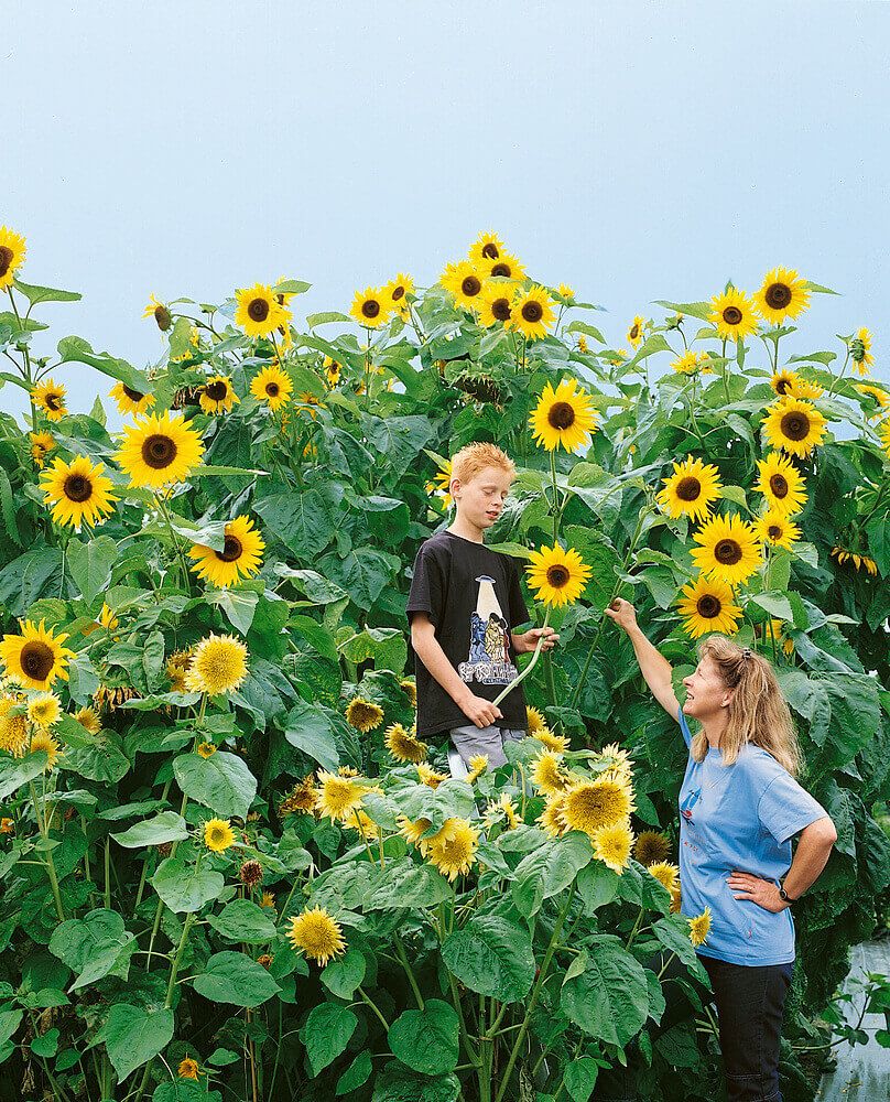 Kong Sunflower Seeds 6195