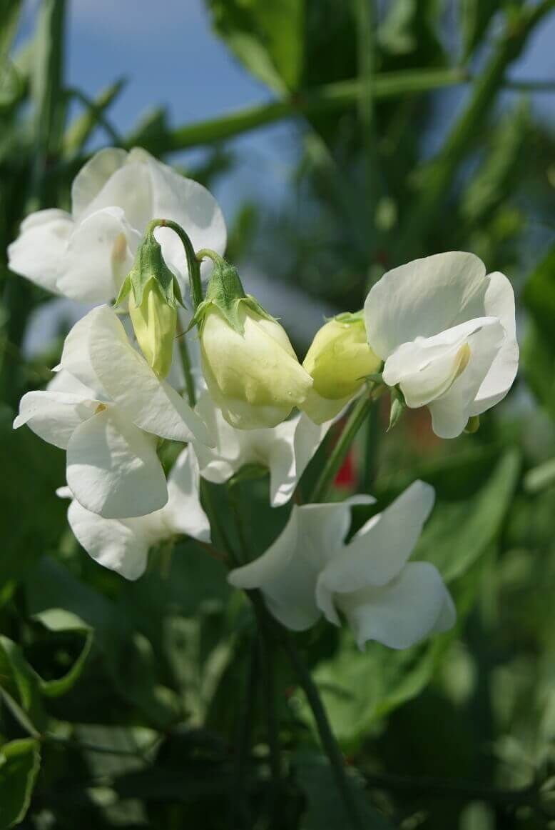 Royal White Sweet Peas Seeds (Climbing Type) 6265