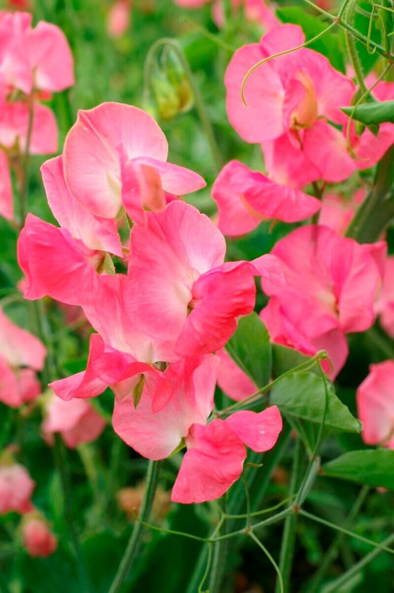Royal Pink Sweet Peas Seeds (Climbing Type) 6255