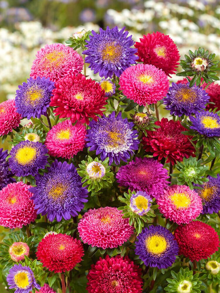 Powderpuff Bouquet Aster Seeds 5035