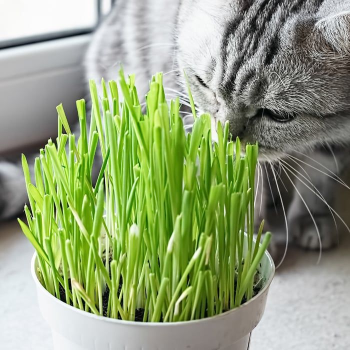 Catgrass Seeds (Digestive Aid for Cats) 6700
