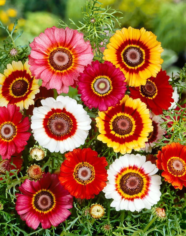 Formula Mixed Chrysanthemum Seeds (Tricolor-Daisy) 5185
