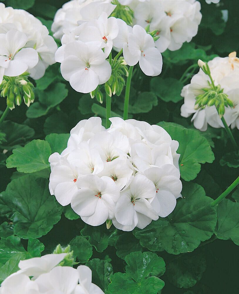 White Geranium Seeds (Maverick Series) 5310