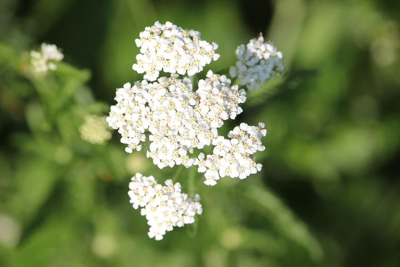 White Yarrow Seeds 6990