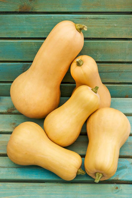 Waltham Butternut Squash Seeds (Winter Type) 2260