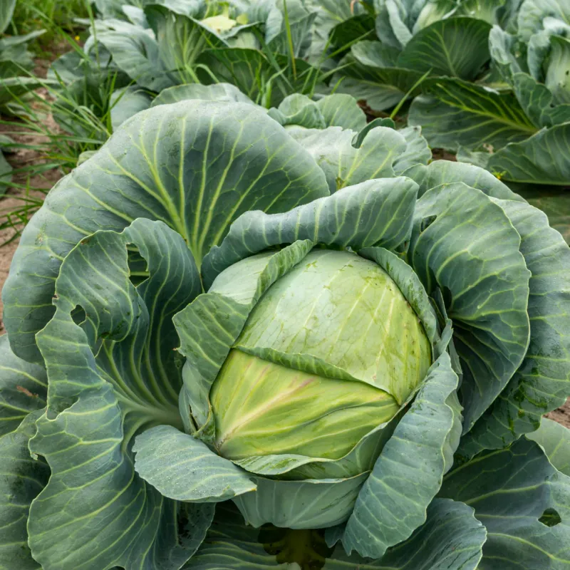 Copenhagen Market Cabbage Seeds 1305
