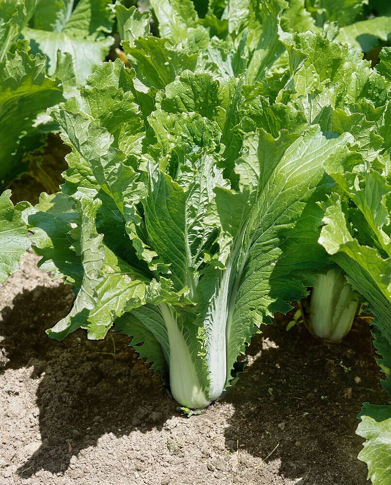 Chinese Cabbage Michihli  - 1340