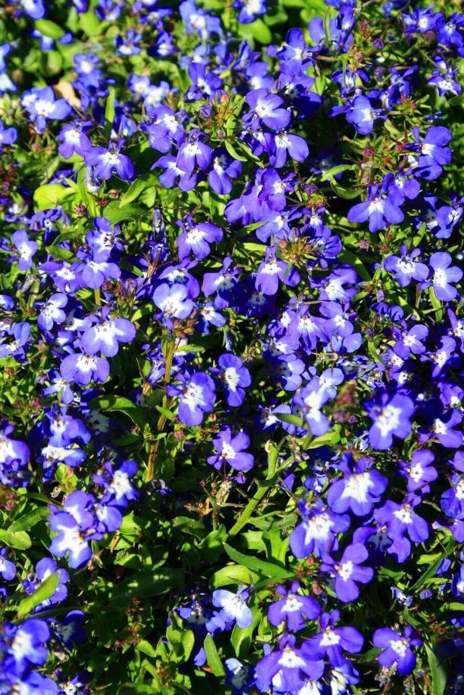 Trailing Sapphire Lobelia Seeds 5595