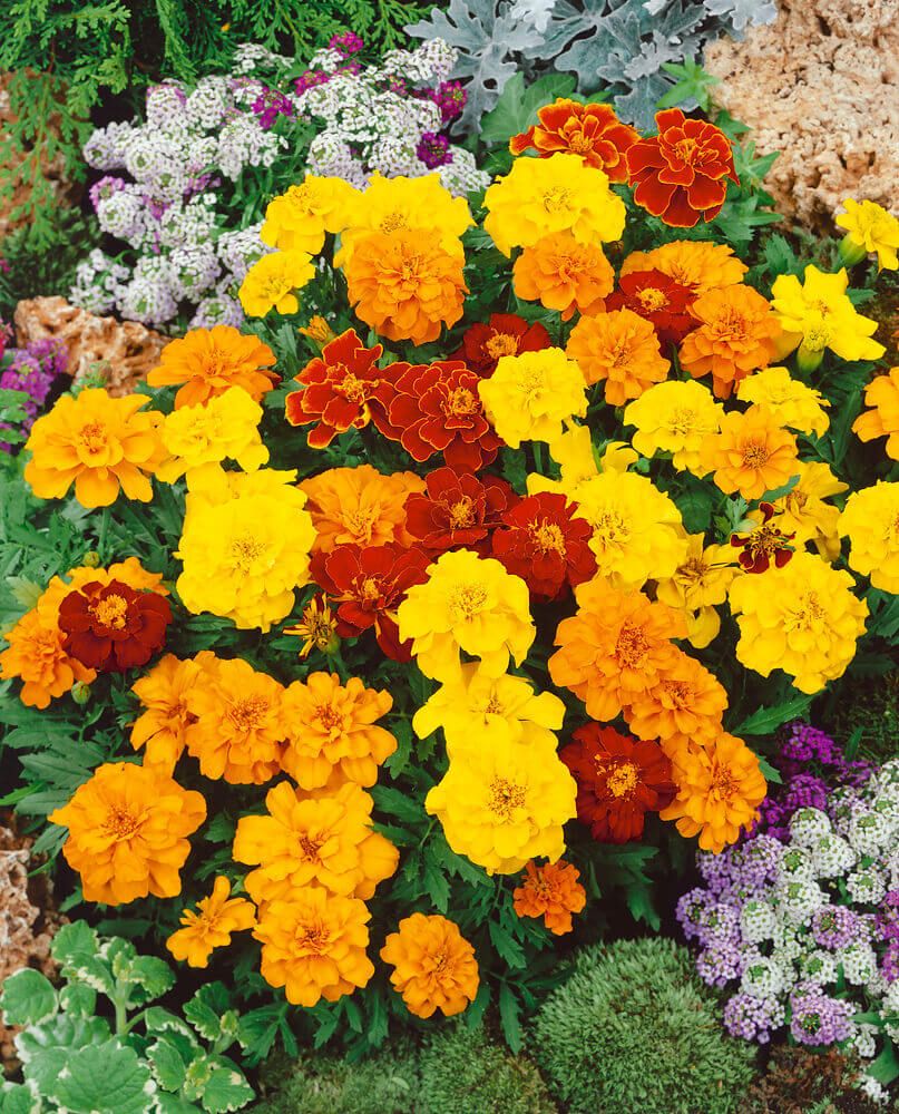 French Petite Marigold Seeds (Miniature Type) 5650