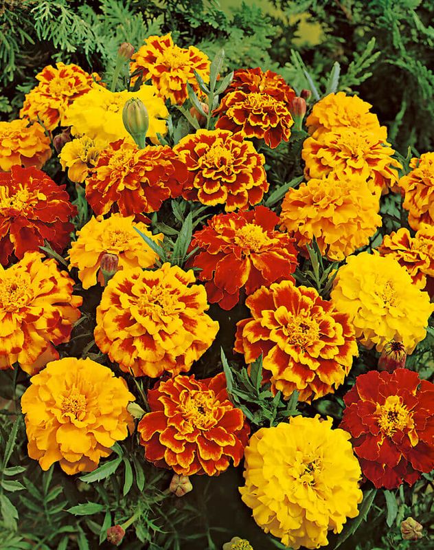 Sparky Marigold Seeds 5665