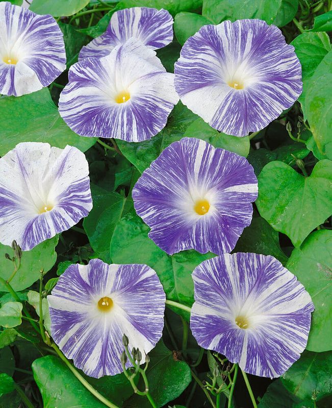 Flying Saucers Morning Glory Seeds 5740 Flying Saucers Morning Glory Seeds 5740