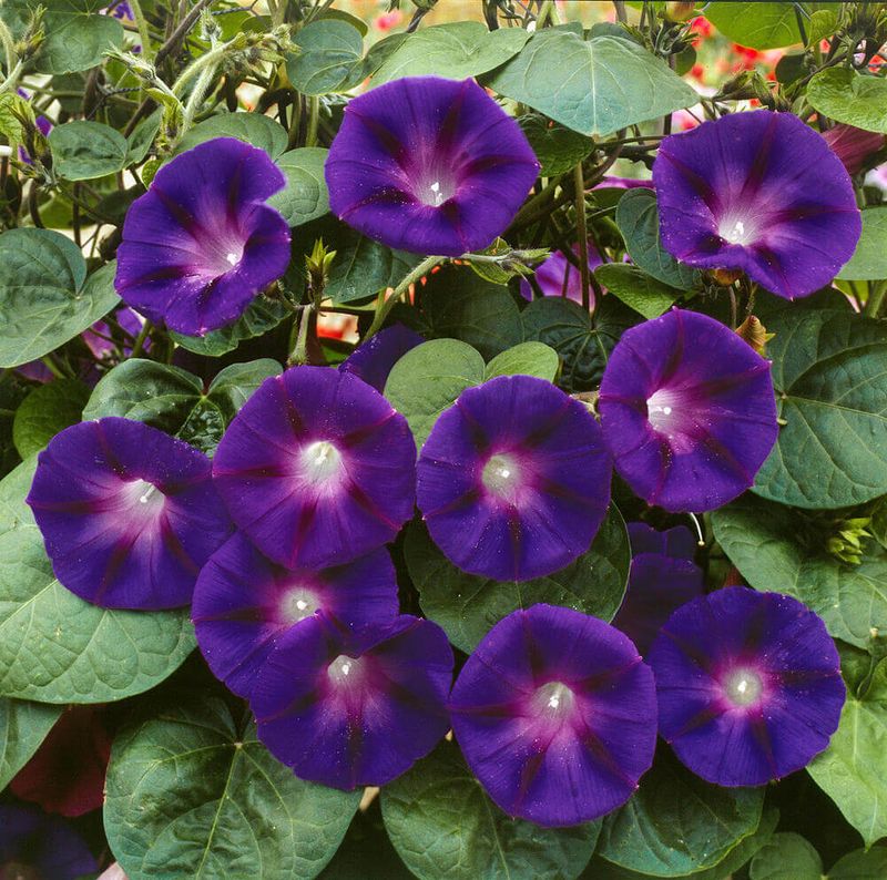 Grandpa Ott Morning Glory Seeds 5745 Grandpa Ott Morning Glory Seeds 5745