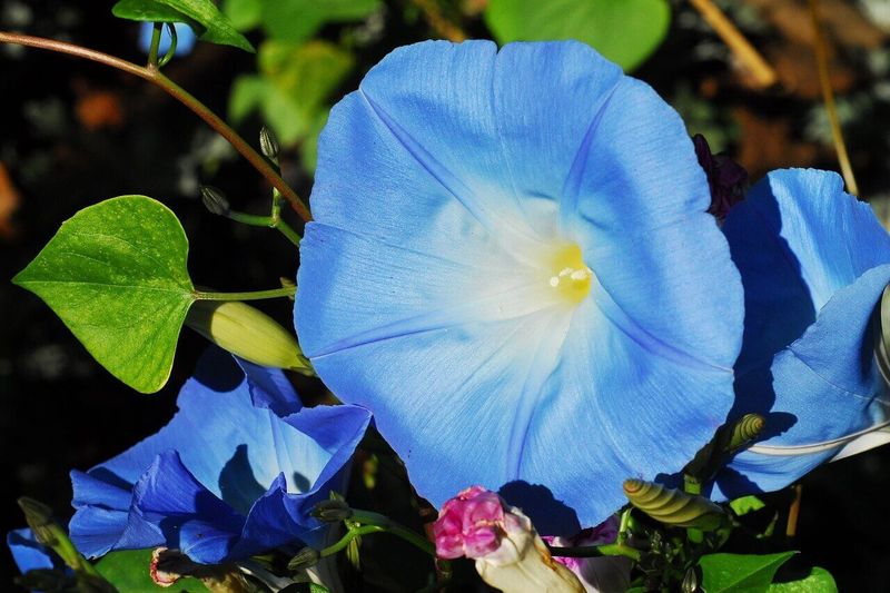 Heavenly Blue Morning Glory Seeds 5750 Heavenly Blue Morning Glory Seeds 5750