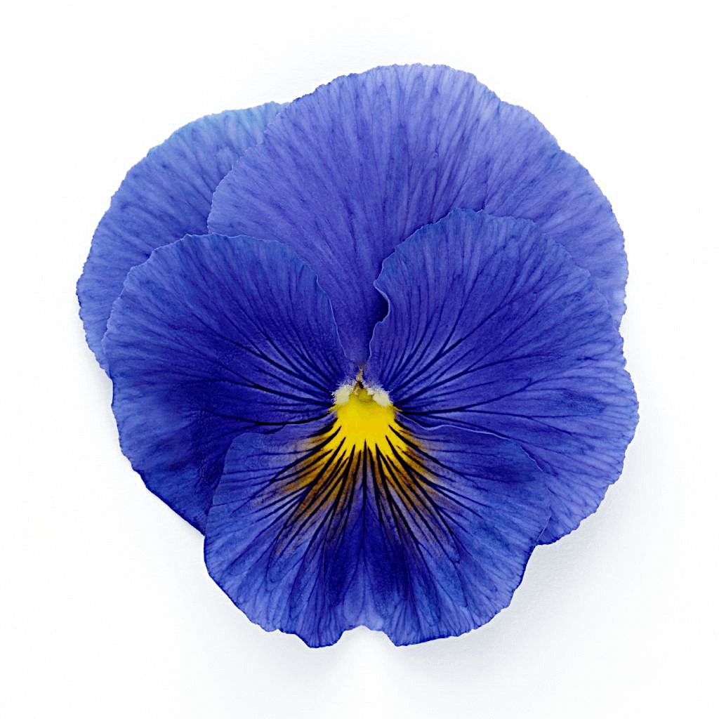 Inspire True Blue Pansy Seeds 5890