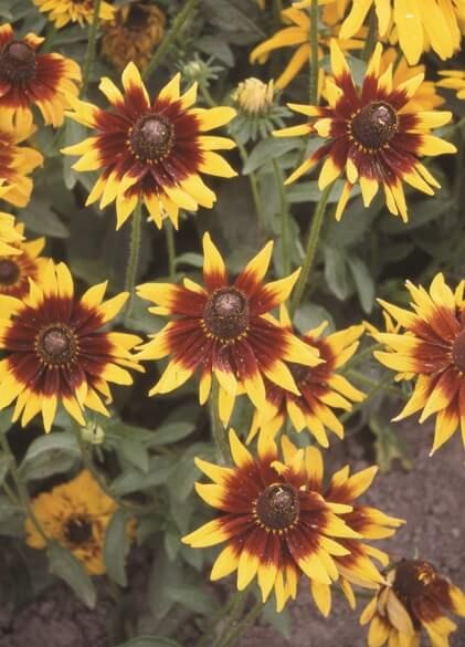 Autumn Forest Rudbeckia Seeds 6620