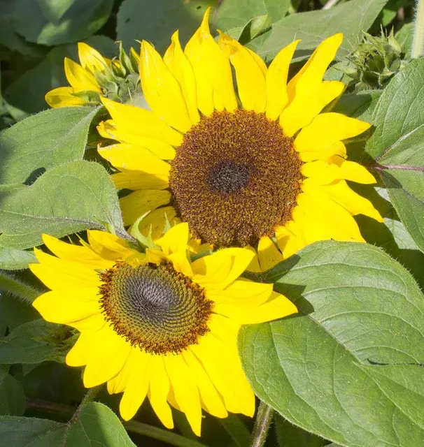 Suntastic F1 Sunflower Seeds 6220