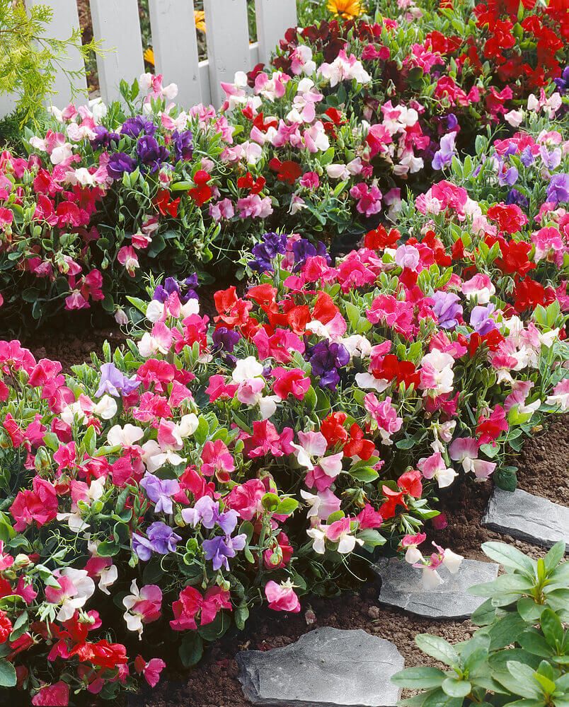 Bijou Mixed Sweet Peas Seeds (Bush Type) 6225
