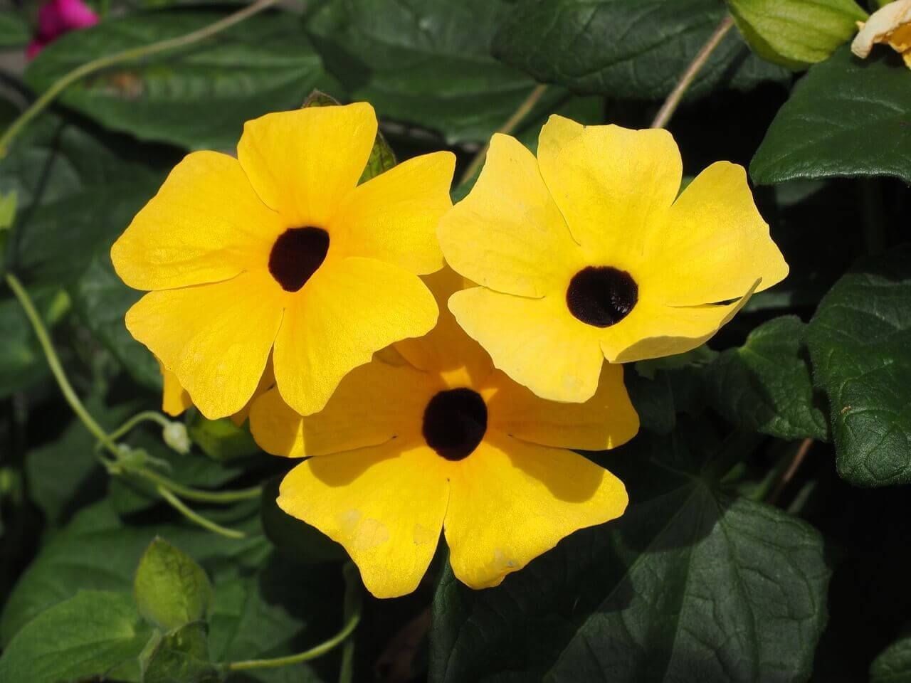 Black Eyed Susan Vine Thunbergia Seeds 6270