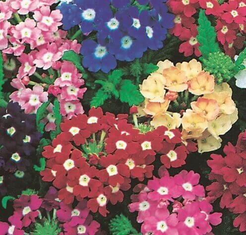 Ideal Florist Mixed Verbena Seeds 6277