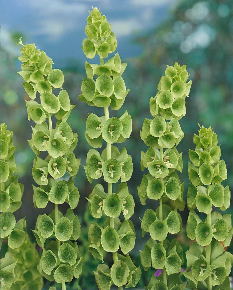 Green Bells of Ireland Seeds 5065